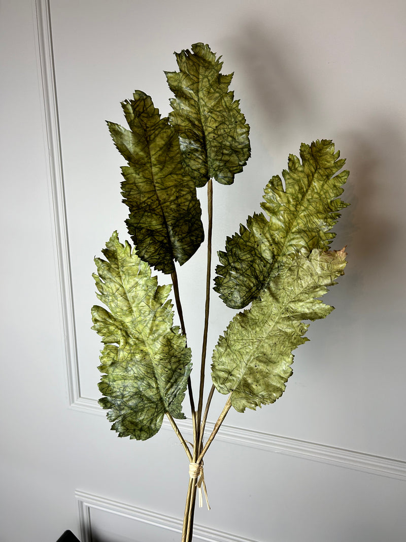 Green Dried Touch Large cabbage Leaf tied Bunch 5 stem