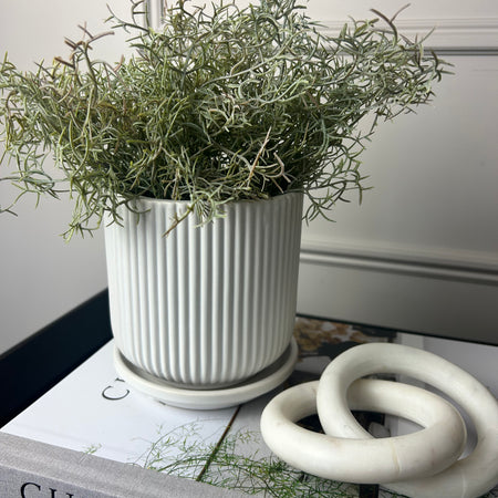 White Ribbed Plant Pot With Plate