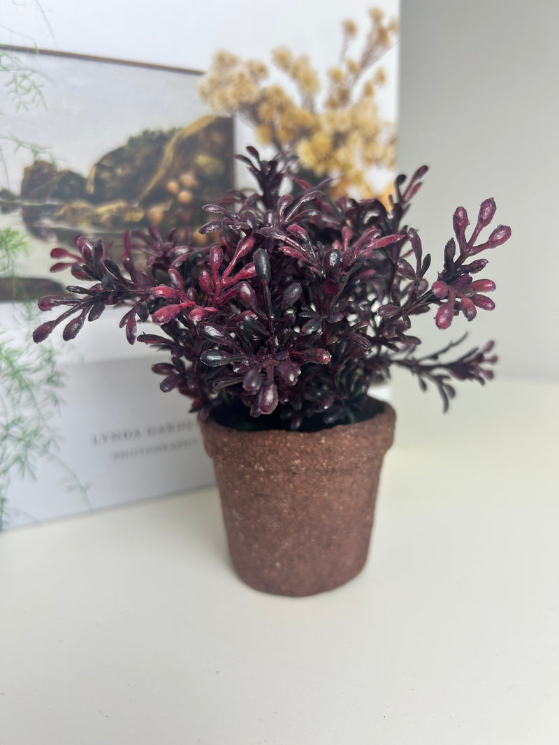 Mini Succulents, 3 Styles