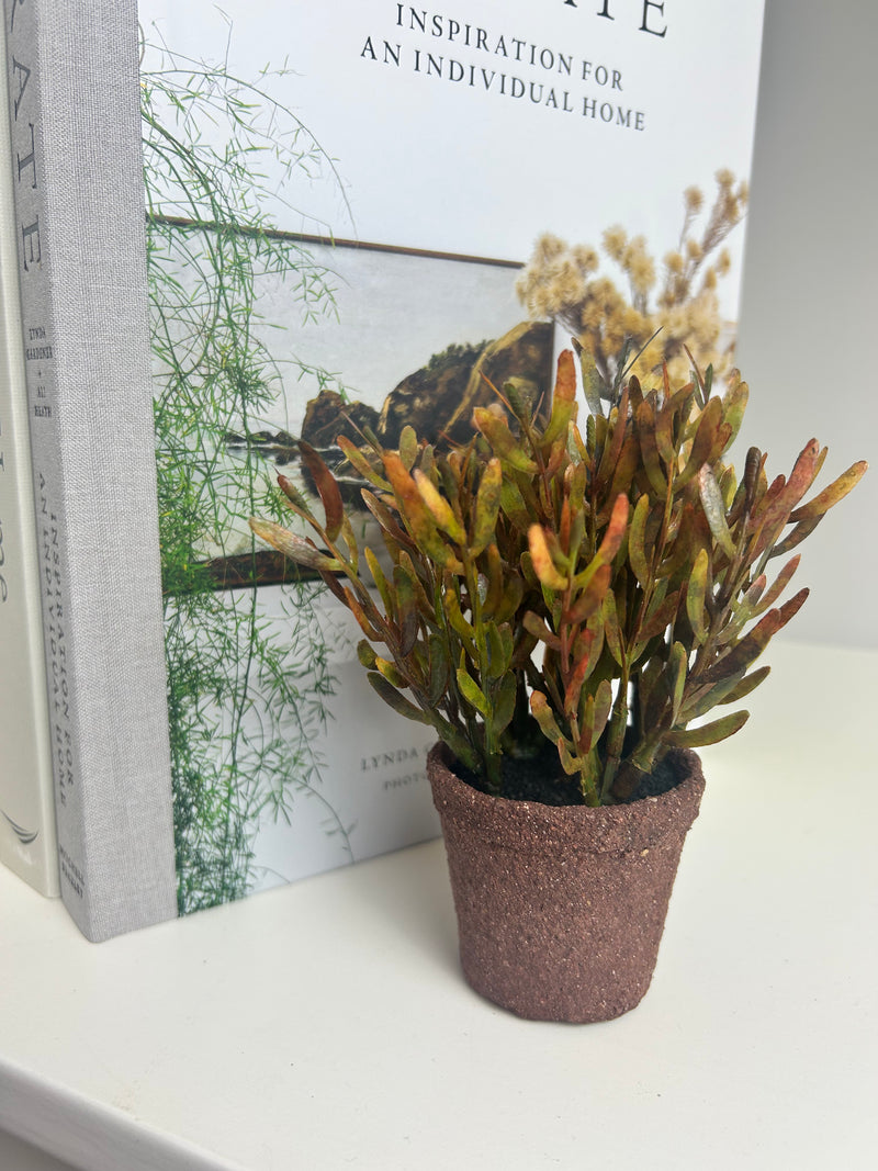 Mini Succulents, 3 Styles