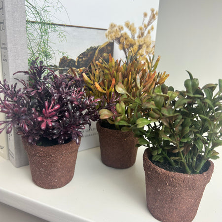 Mini Succulents, 3 Styles