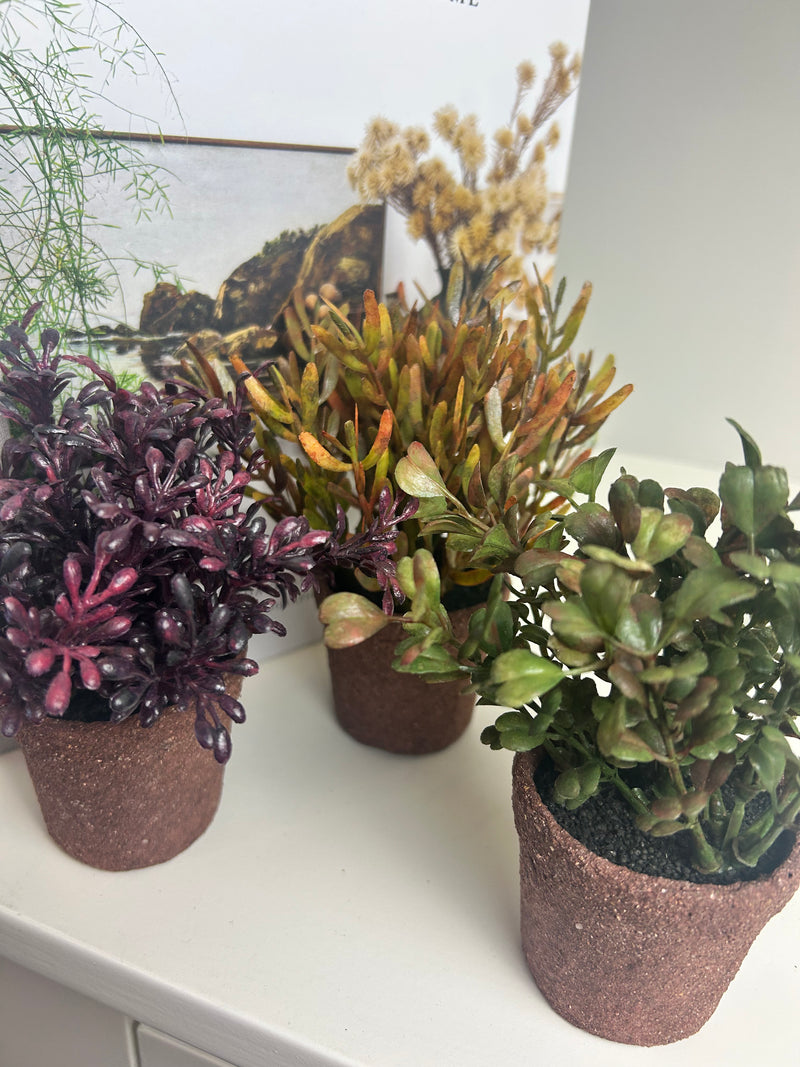 Mini Succulents, 3 Styles