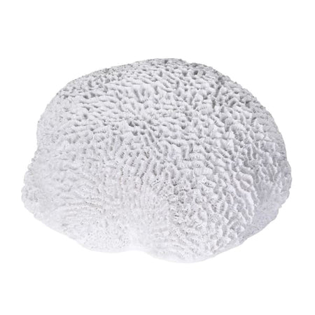 Off White Sitting round large Coral