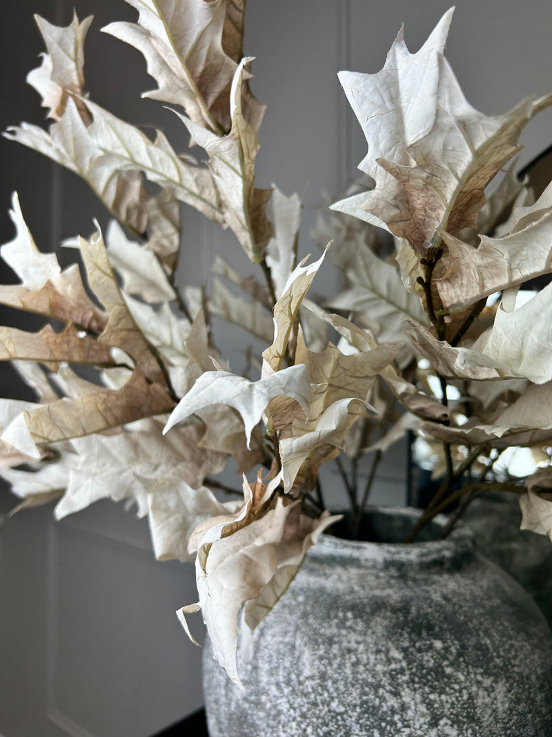 Oyster Dried Touch Winter Branch