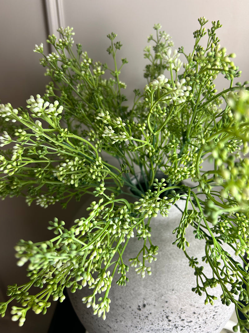 Felicity white bud seed berry bunch stem