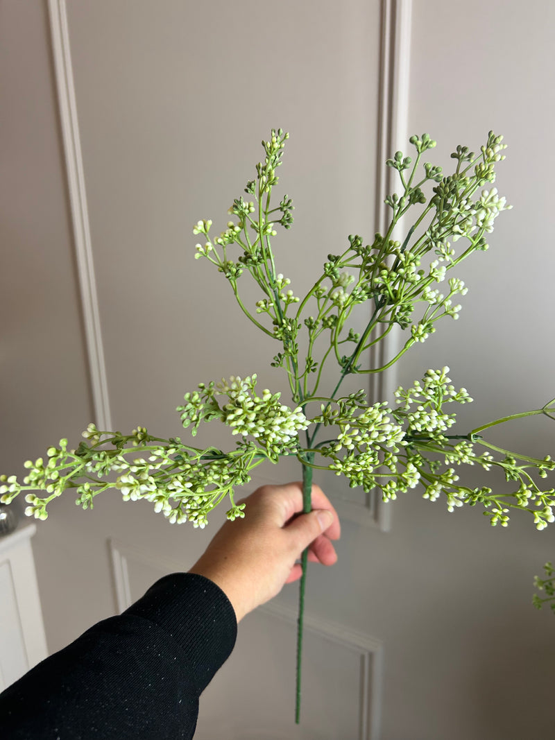 Felicity white bud seed berry bunch stem