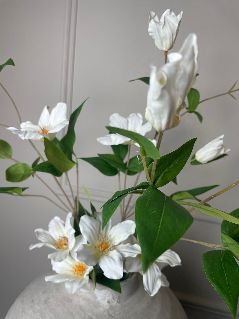White cosmos Florida white Clematis Stem