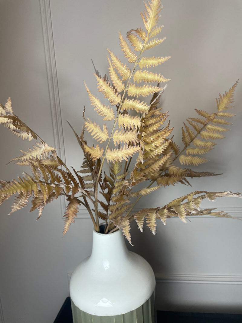 Dragon claw Fern leaf spray stem