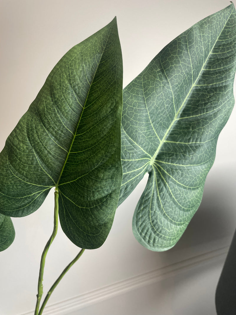 Green natural palm Philadendron spray stem