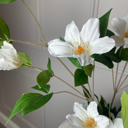 White cosmos Florida white Clematis Stem