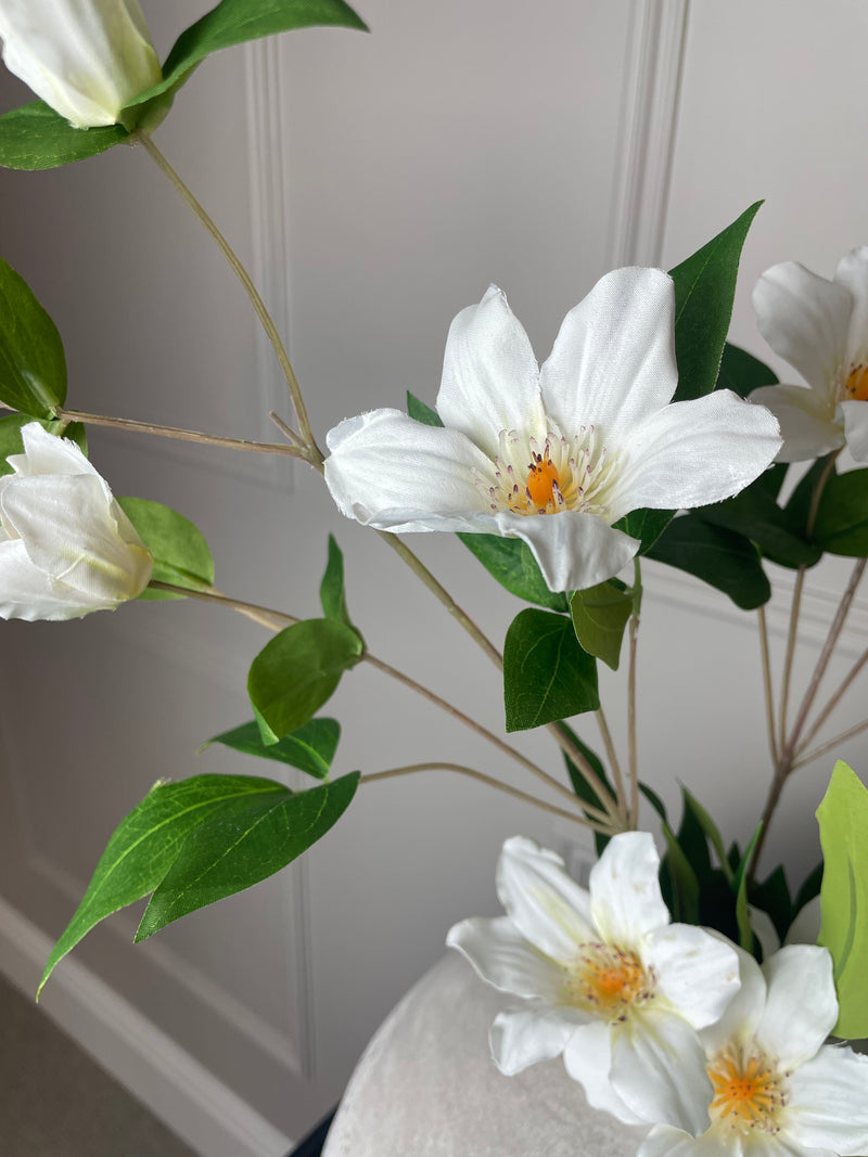 White cosmos Florida white Clematis Stem