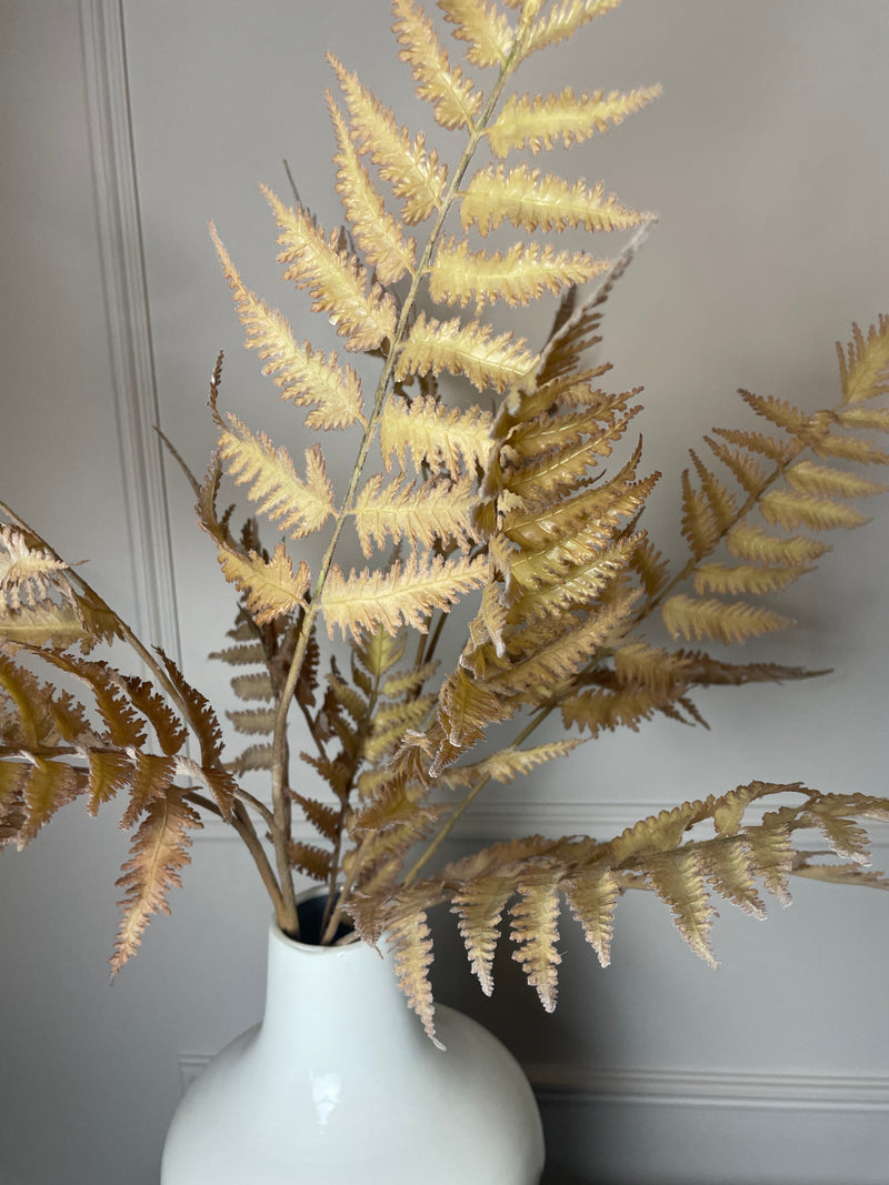 Dragon claw Fern leaf spray stem