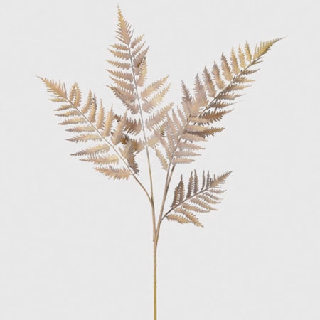 Dragon claw Fern leaf spray stem
