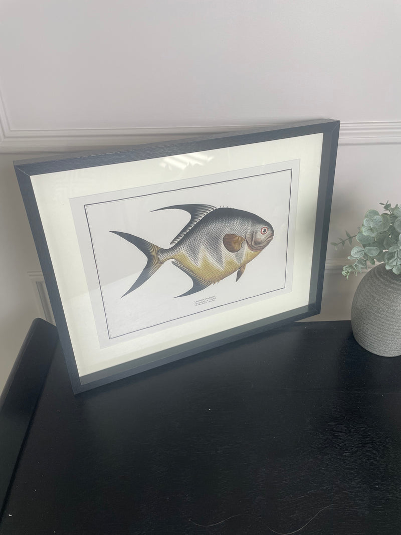 Fish Print in Black Frame 1
