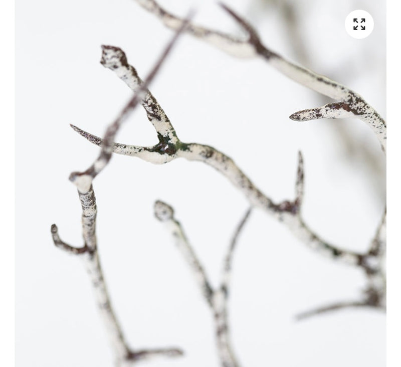 Hawthorn twig Branch