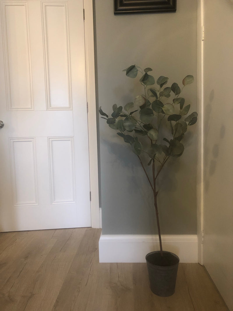 Eucalyptus tree dollar leaf in zinc planter