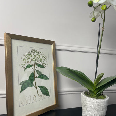 Botanical Flower Antique Print with Gold Frame B