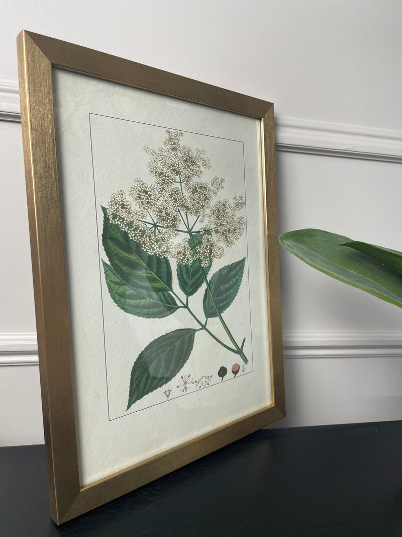 Botanical Flower Antique Print with Gold Frame A