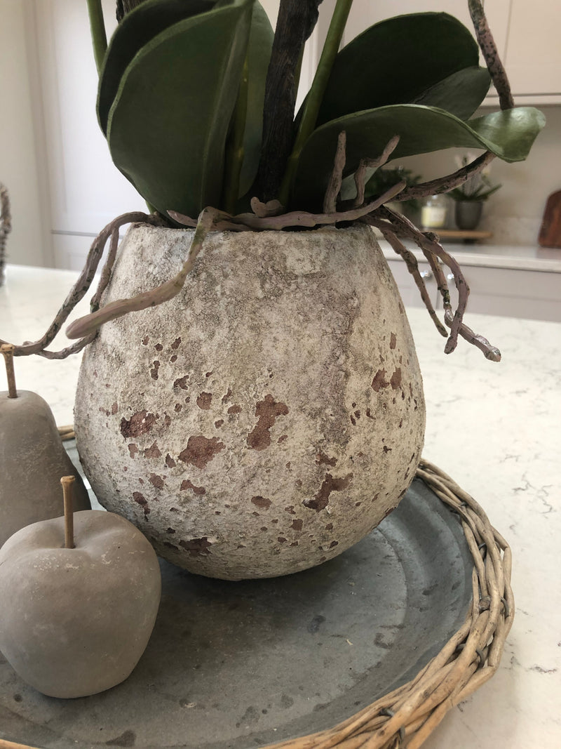 Extra Large White tall orchid in stone pot