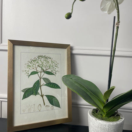 Botanical Flower Antique Print with Gold Frame B