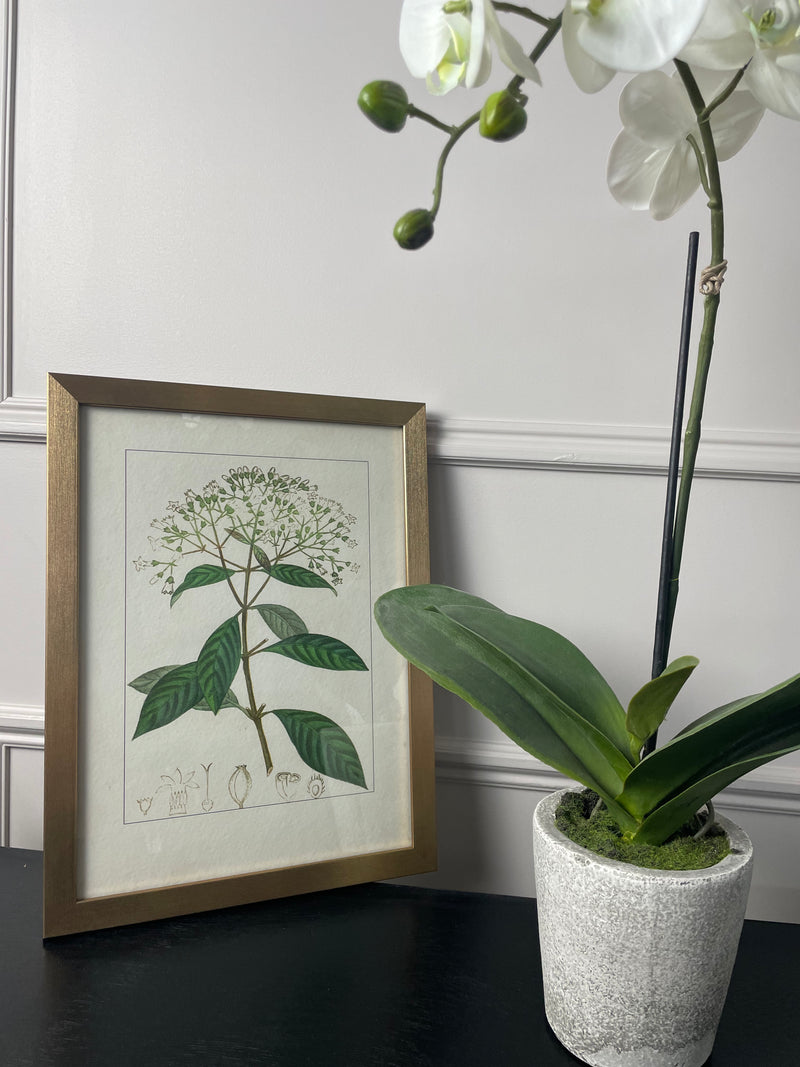 Botanical Flower Antique Print with Gold Frame B