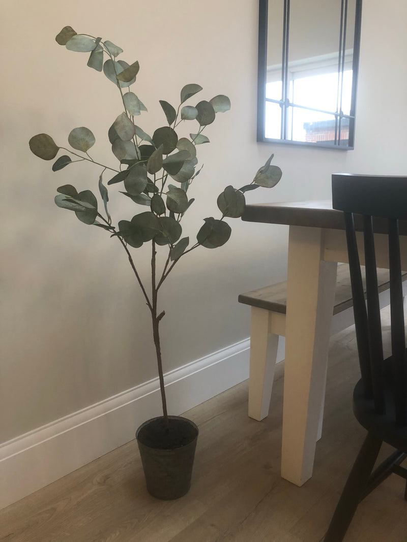 Eucalyptus tree dollar leaf in zinc planter