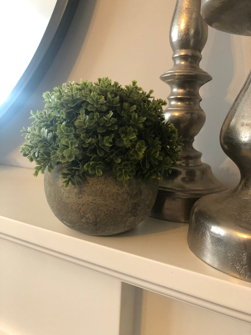 Hebe Veronica In stone Pot