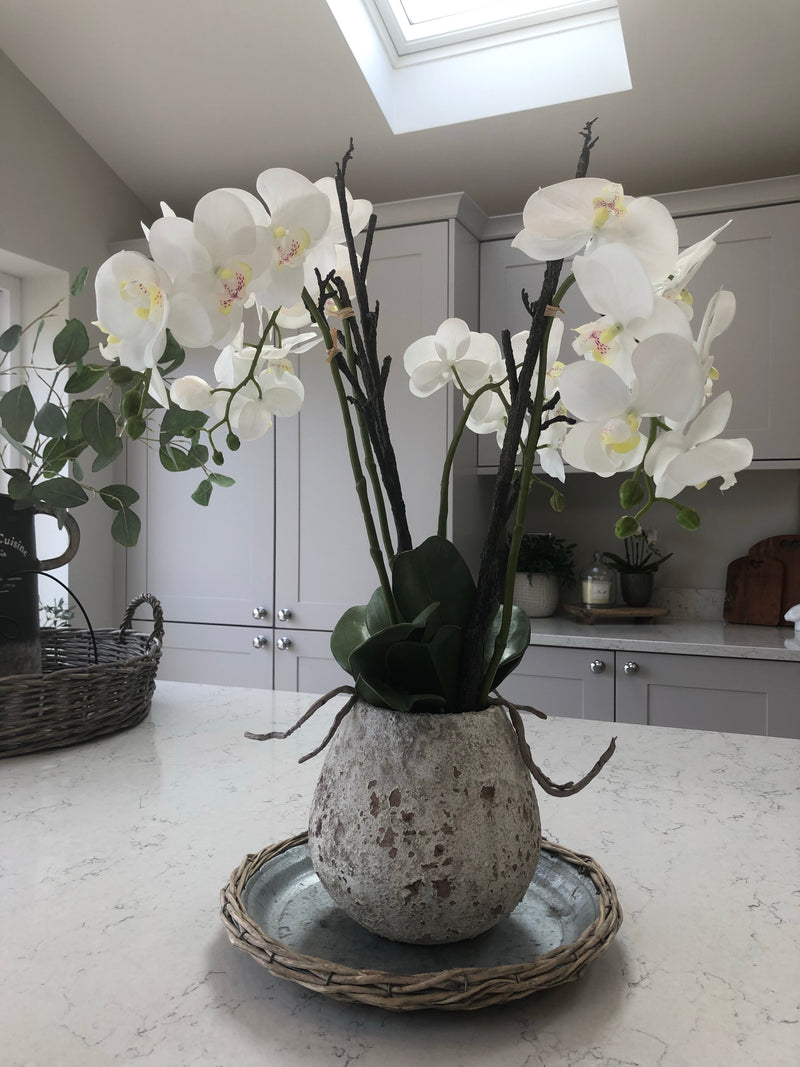 Extra Large White tall orchid in stone pot