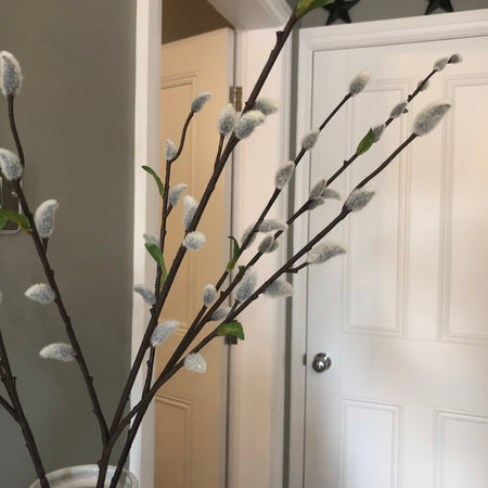 Natural Pussy Willow with leaf