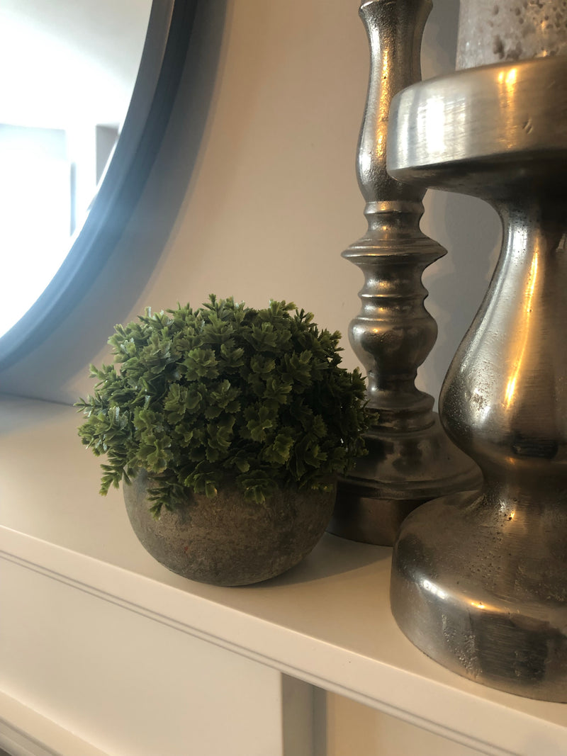 Hebe Veronica In stone Pot
