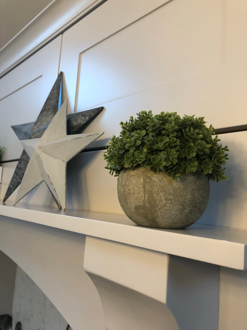 Hebe Veronica In stone Pot