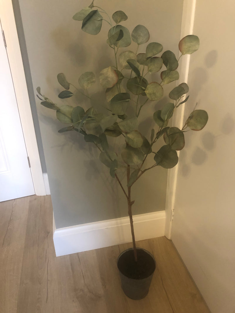 Eucalyptus tree dollar leaf in zinc planter