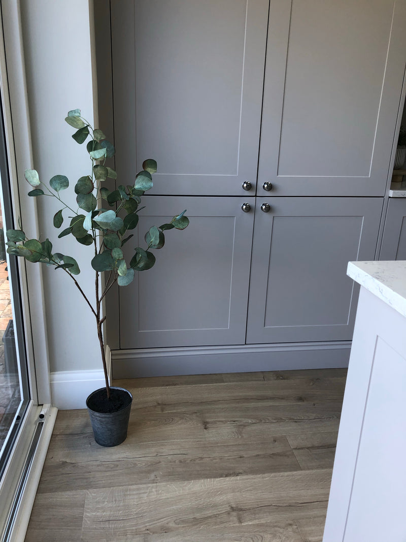 Eucalyptus tree dollar leaf in zinc planter
