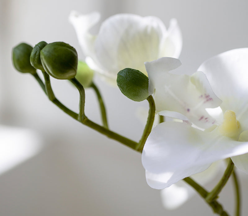 White orchid plant in pot