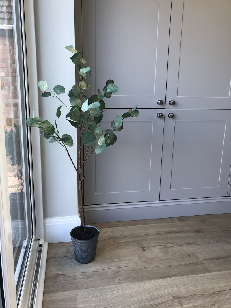 Eucalyptus tree dollar leaf in zinc planter