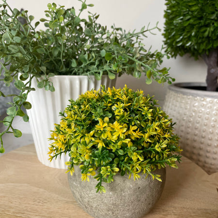Hebe plant in stone pot B