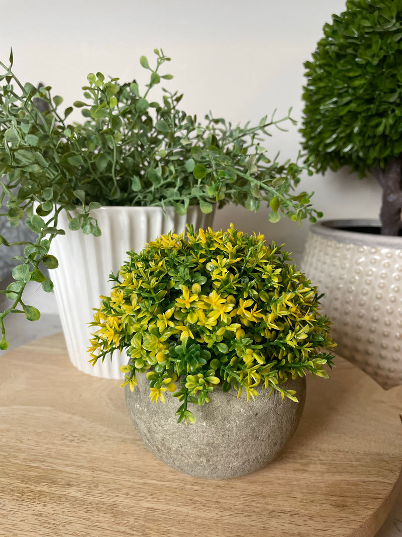 Hebe plant in stone pot B