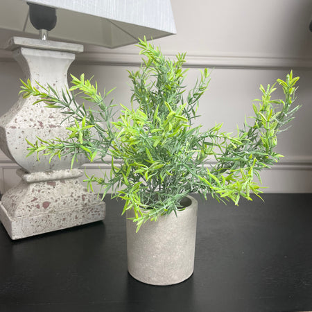 Rosemary plant in Stone potted planter