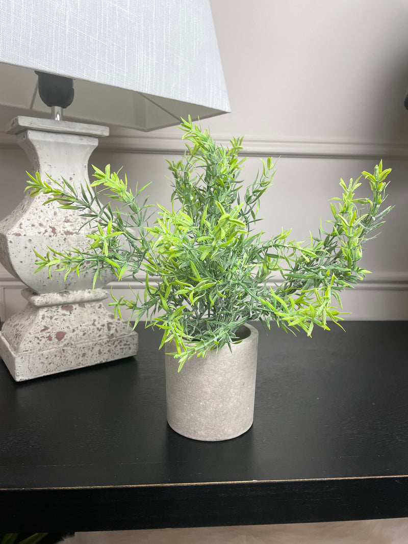 Rosemary plant in Stone potted planter
