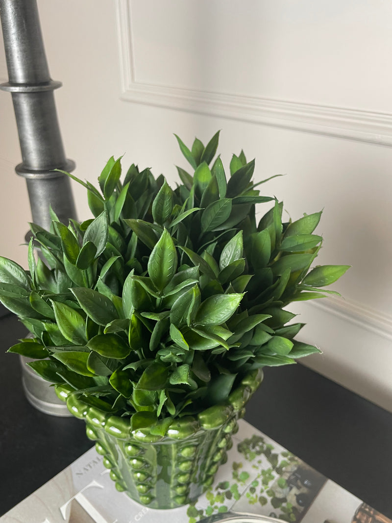 Bay tree plant in black pot