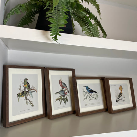 Set of 4 bird prints