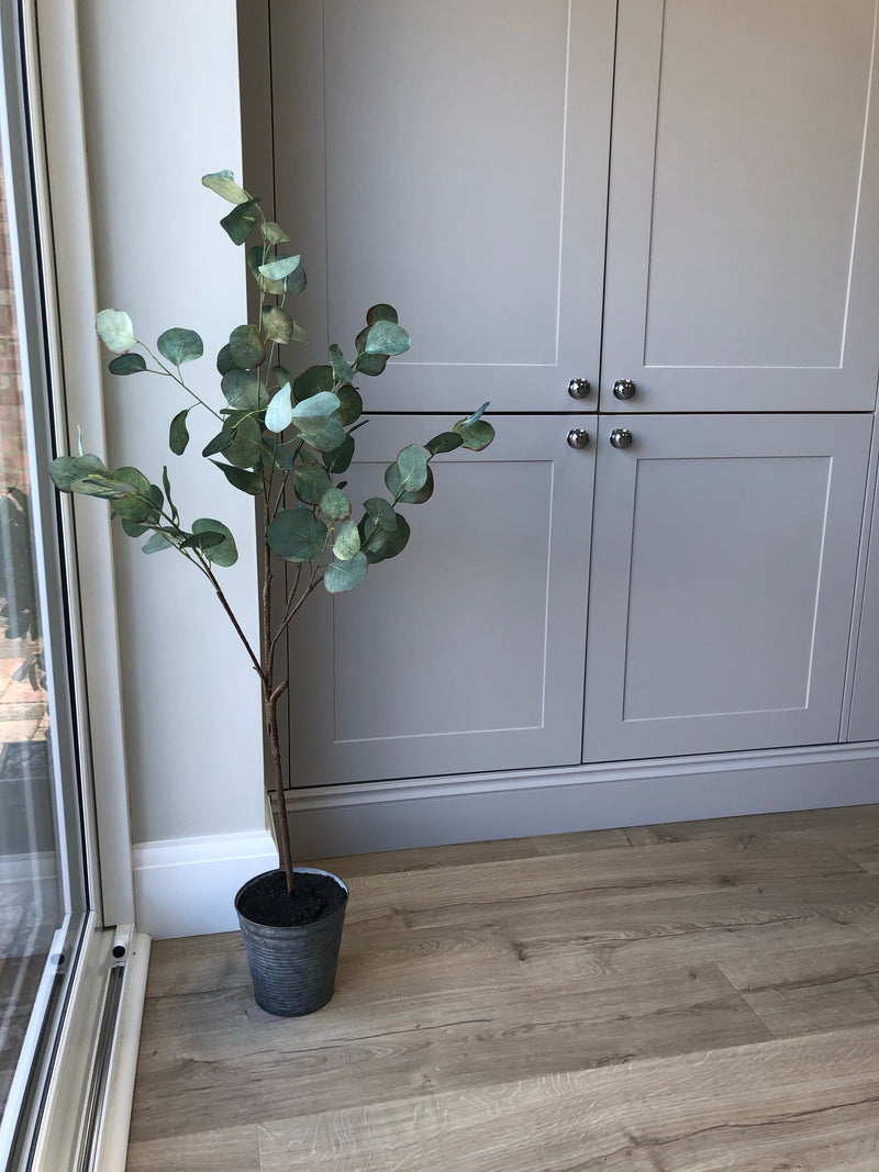 Eucalyptus tree dollar leaf in zinc planter