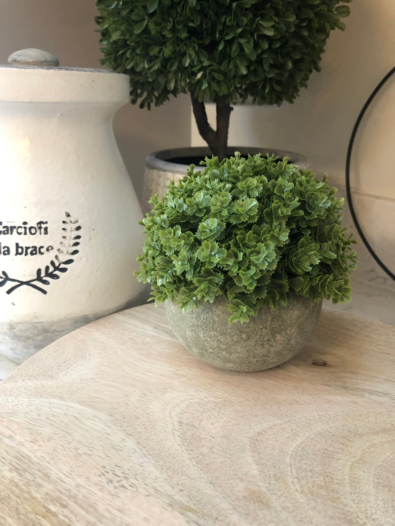 Hebe Veronica In stone Pot