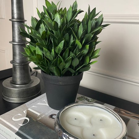 Bay tree plant in black pot