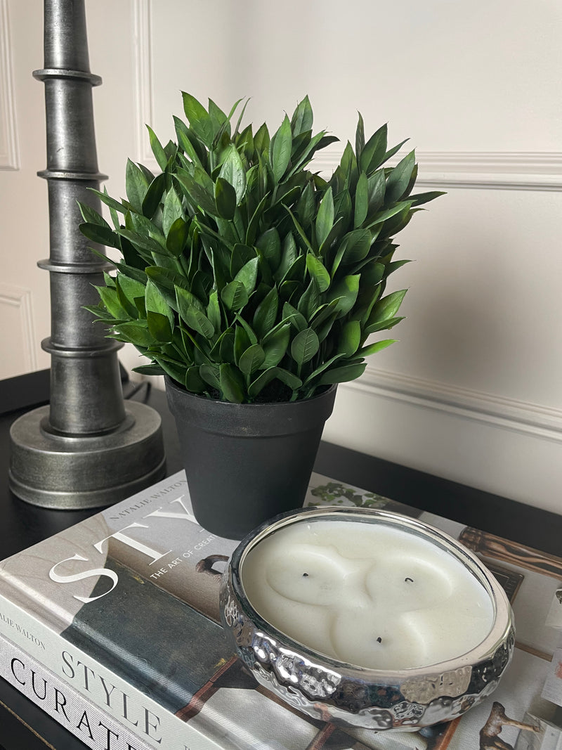 Bay tree plant in black pot