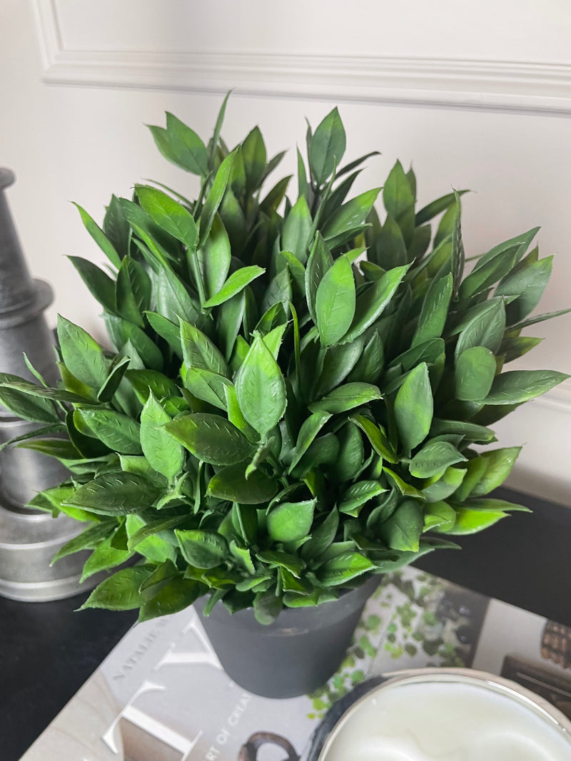 Bay tree plant in black pot