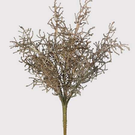 Coral santolina grass bunch