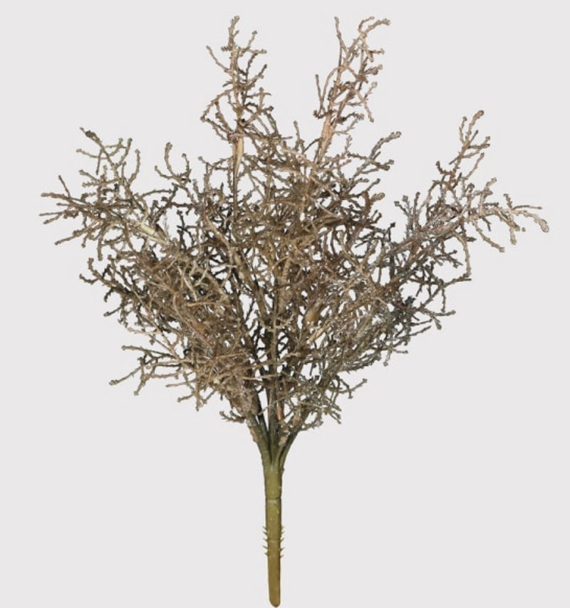 Coral santolina grass bunch