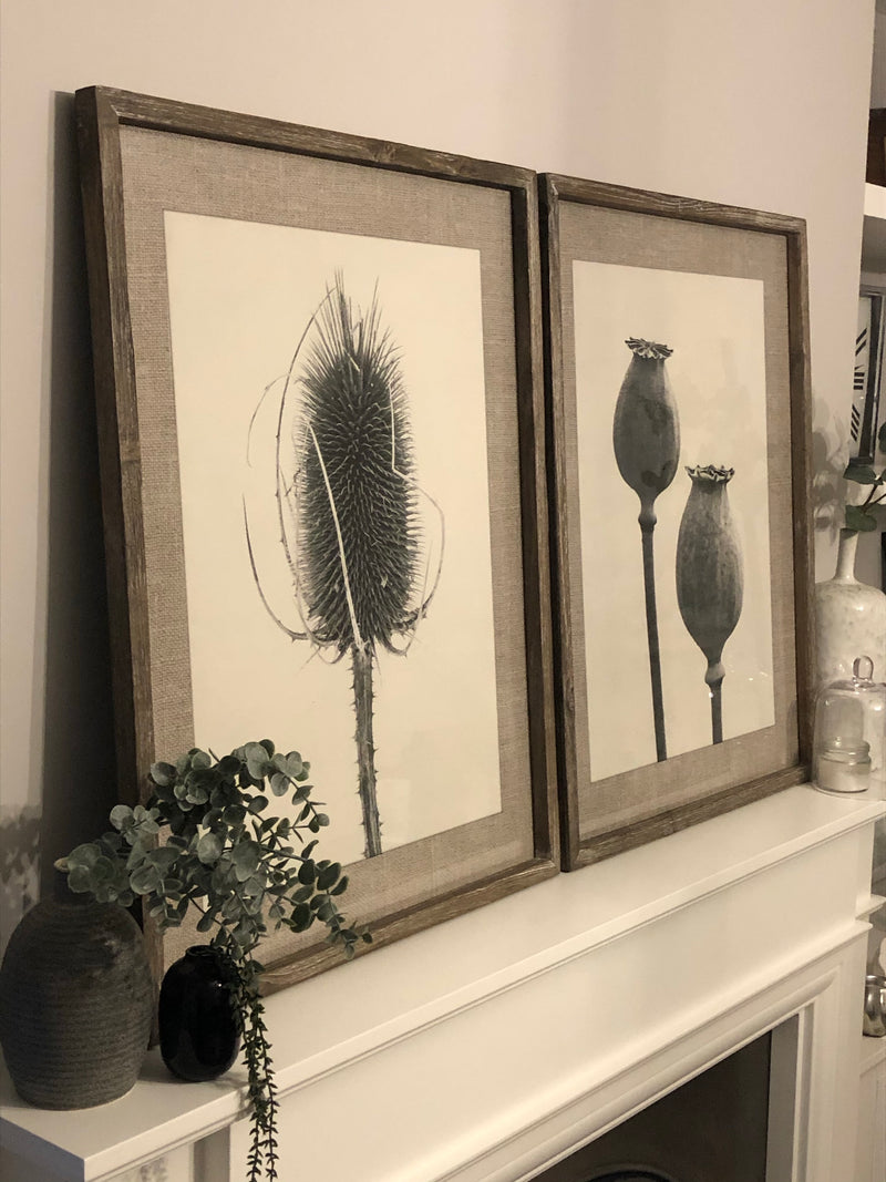 Set of two Poppy Teasel framed prints
