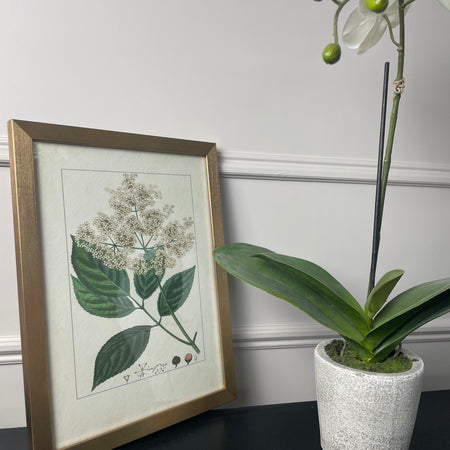 Botanical Flower Antique Print with Gold Frame A